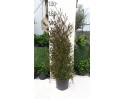Δωδωναία purpurea - Dodonaea purpurea