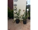 Φωτίνια - Photinia fraseri red robin