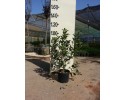Φωτίνια - Photinia fraseri red robin