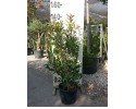 Φωτίνια - Photinia fraseri red robin