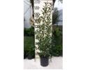 Φωτίνια - Photinia fraseri red robin