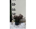 Φωτίνια νάνα - Photinia fraseri red robin nana