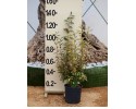 Ελαίαγνος aurea - Elaeagnus aurea