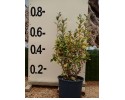Ελαίαγνος aurea - Elaeagnus aurea