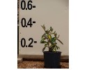 Ελαίαγνος aurea - Elaeagnus aurea