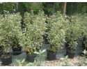 Ελαίαγνος aurea - Elaeagnus aurea