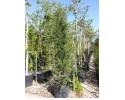 Αγριελιά - Olea europaea var. sylvestris