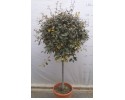 Ελαίαγνος - Elaeagnus compacta/aurea