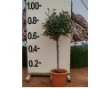 Ελαίαγνος - Elaeagnus compacta/aurea