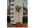 Ελαίαγνος - Elaeagnus compacta/aurea