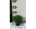 Αγγελική νάνα - Pittosporum tobira nanum