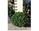 Αγγελική νάνα - Pittosporum tobira nanum