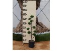 Κυπαρίσσι leylandii - Cupressocyparis leylandii