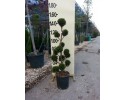 Κυπαρίσσι leylandii - Cupressocyparis leylandii