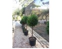 Κυπαρίσσι leylandii - Cupressocyparis leylandii