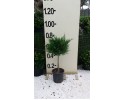 Κυπαρίσσι leylandii - Cupressocyparis leylandii