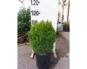 Μπούξους (Πυξάρι) - Buxus sempervirens