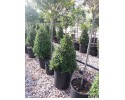 Μπούξους (Πυξάρι) - Buxus sempervirens