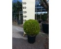 Μπούξους (Πυξάρι) - Buxus sempervirens