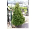 Μπούξους (Πυξάρι) - Buxus sempervirens