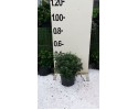 Εσκαλλόνια macrantha - Escallonia macrantha