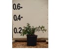Εσκαλλόνια macrantha - Escallonia macrantha