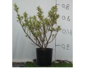 Ίλεξ aurea - Ilex argentea marginata