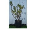 Ίλεξ aurea - Ilex argentea marginata