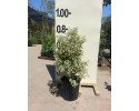 Αγγελική silverqueen - Pittosporum tenuifolium silverqueen