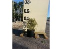 Αγγελική silverqueen - Pittosporum tenuifolium silverqueen