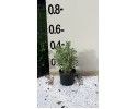 Αγγελική silverqueen - Pittosporum tenuifolium silverqueen