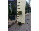 Ίλεξ aurea - Ilex argentea marginata