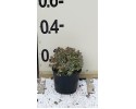 Αμπέλια variegata - Abelia variegata
