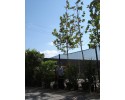 Πλάτανος καναδέζικος - Platanus acerifolia