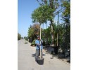 Ροβίνια ψευδοακακία - Robinia pseudoacacia