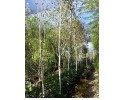 Σημύδα - Betula alba