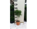 Καλλιστήμονας - Callistemon laevis