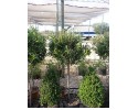 Καλλιστήμονας - Callistemon laevis