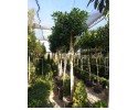 Φίκος australis - Ficus australis