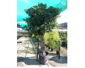 Φίκος australis - Ficus australis
