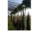 Φίκος australis - Ficus australis