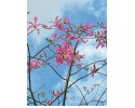 Χορίσια - Chorisia speciosa
