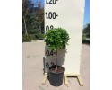 Αγγελική νάνα - Pittosporum tobira nanum