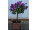 Βοκαμβίλια - Bougainvillea sp.