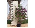 Βοκαμβίλια - Bougainvillea sp.