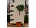 Βοκαμβίλια - Bougainvillea sp.