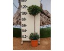 Ευγενία newport - Eugenia myrtifolia newport