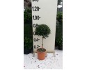 Ευγενία newport - Eugenia myrtifolia newport