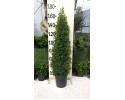 Ευγενία newport - Eugenia myrtifolia newport