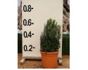 Μυρτιά μικρόφυλλη - Myrtus communis microphylla